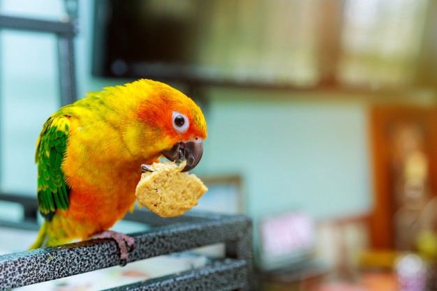 como alimentar a un loro