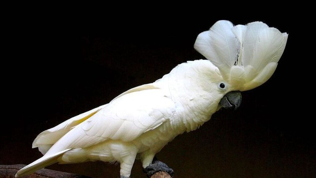 cacatua alba