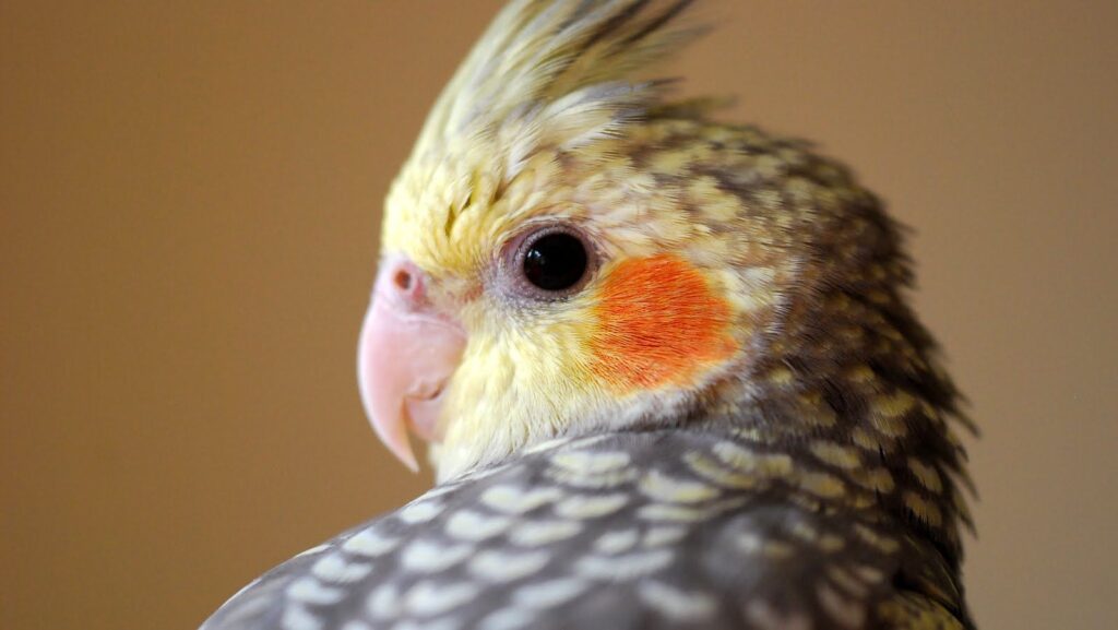 cacatua ninfa o carolina