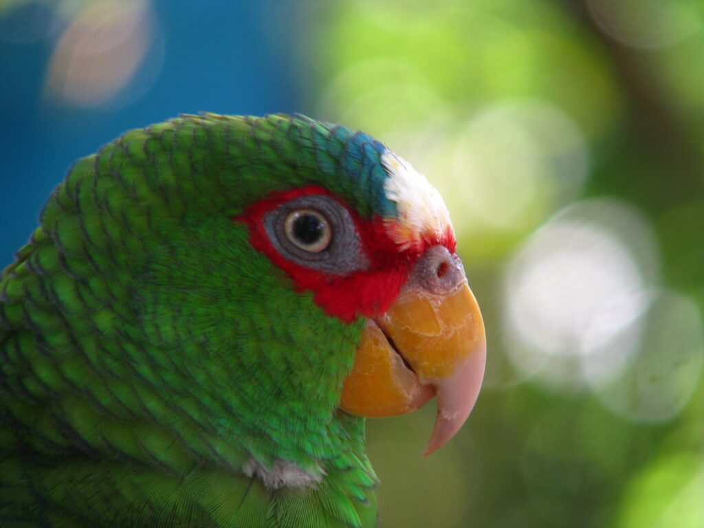 loros amazonicos