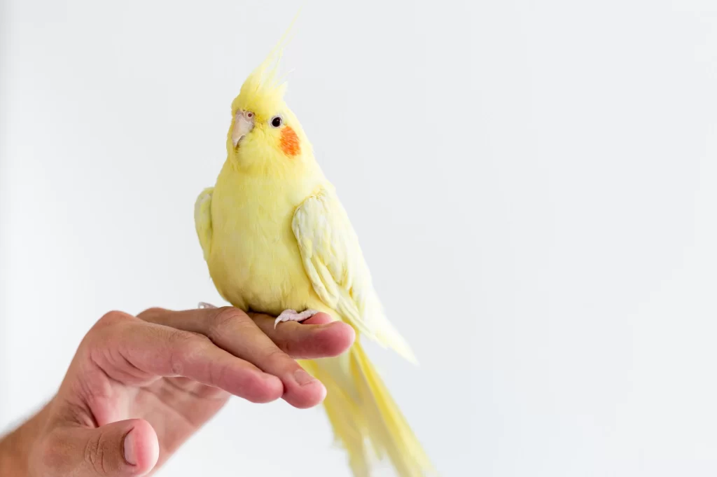 cacatua carolina