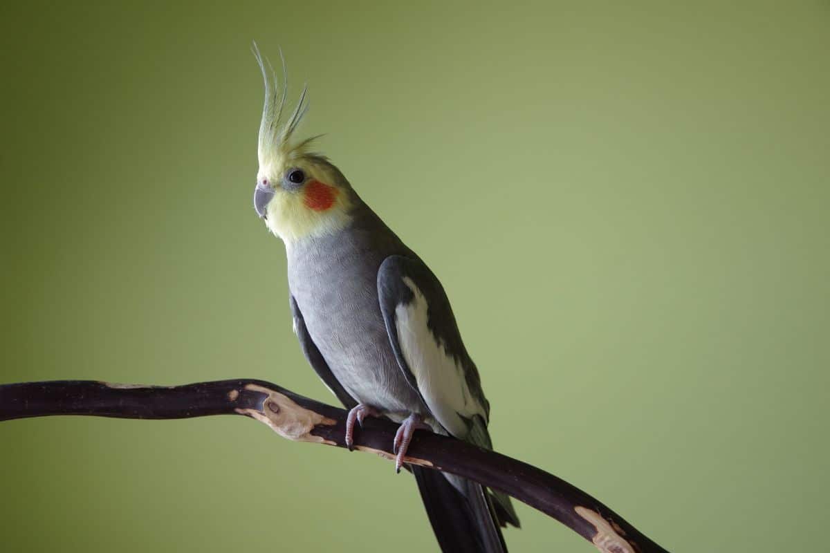 cacatua ninfa