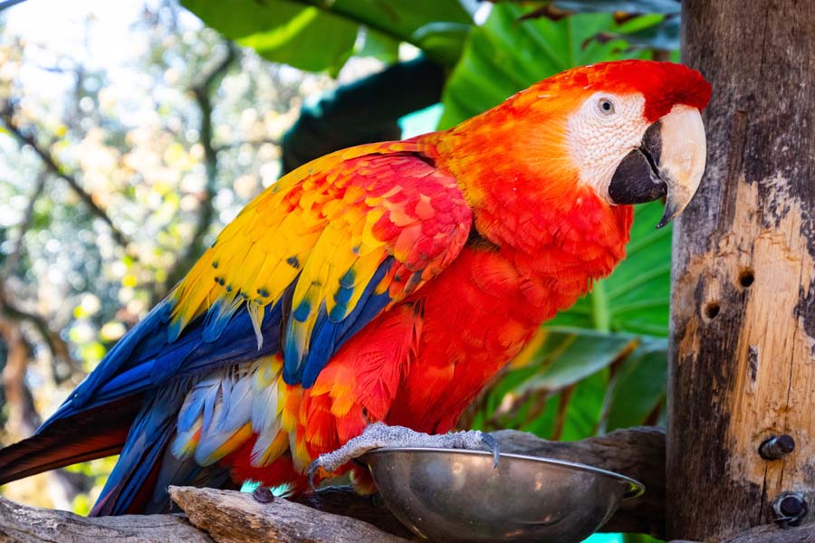 guacamaya