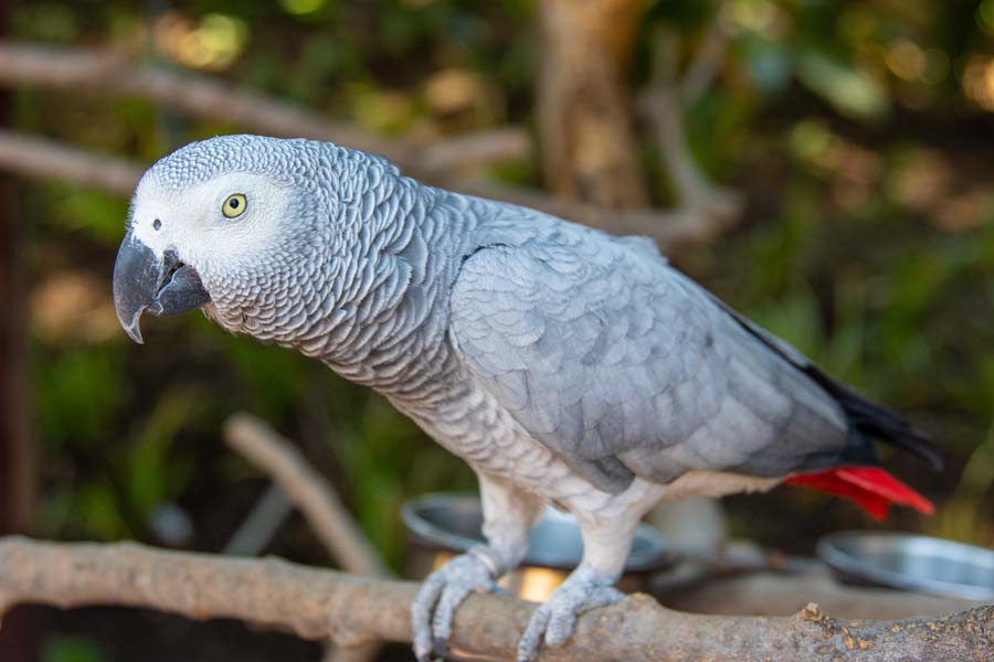 loros grises africanos