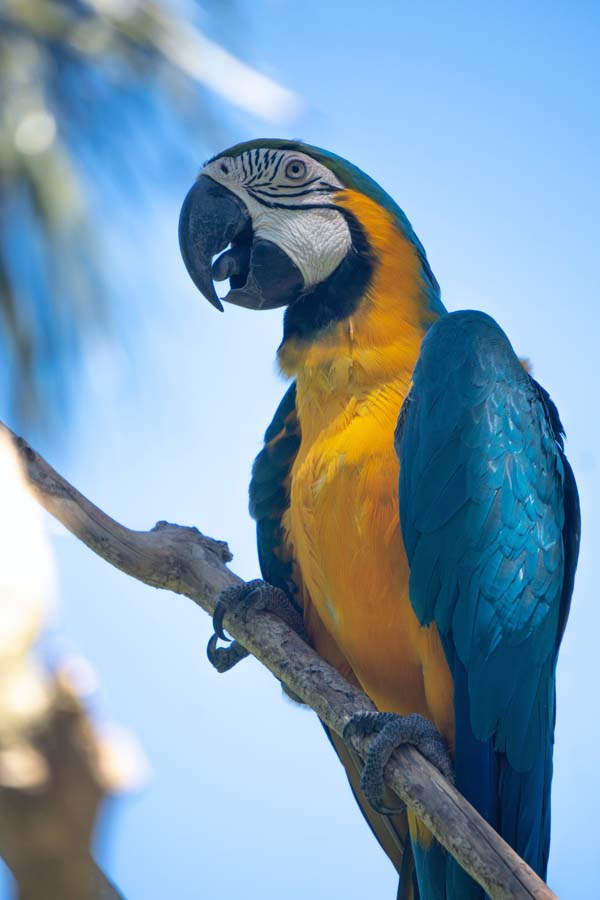 guacamayas