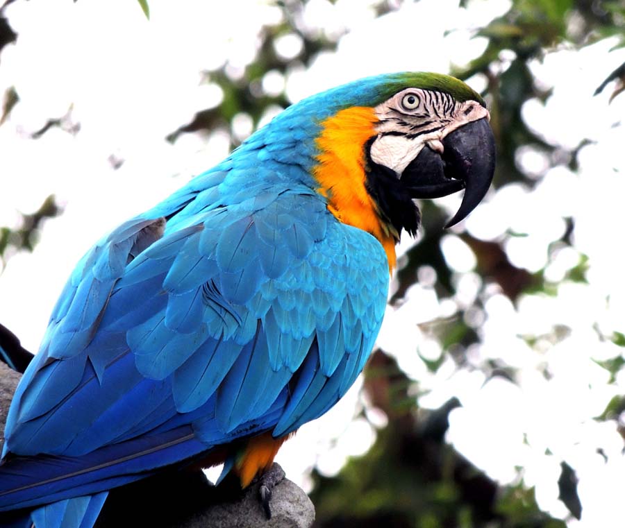 guacamayas