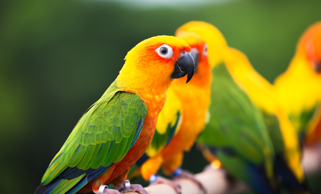 diferencia entre loros y cotorras