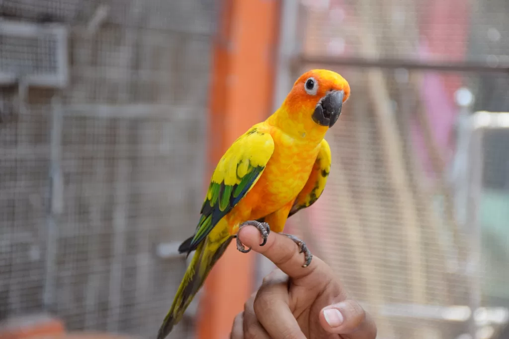 Cómo elegir el loro perfecto