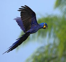 Guacamaya Azul