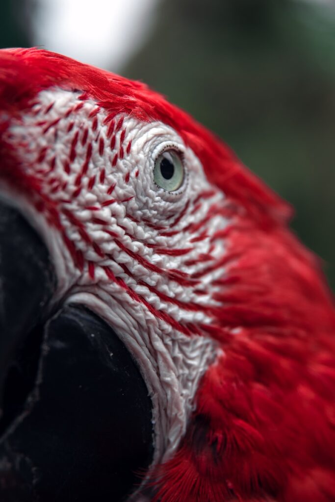 guacamaya roja