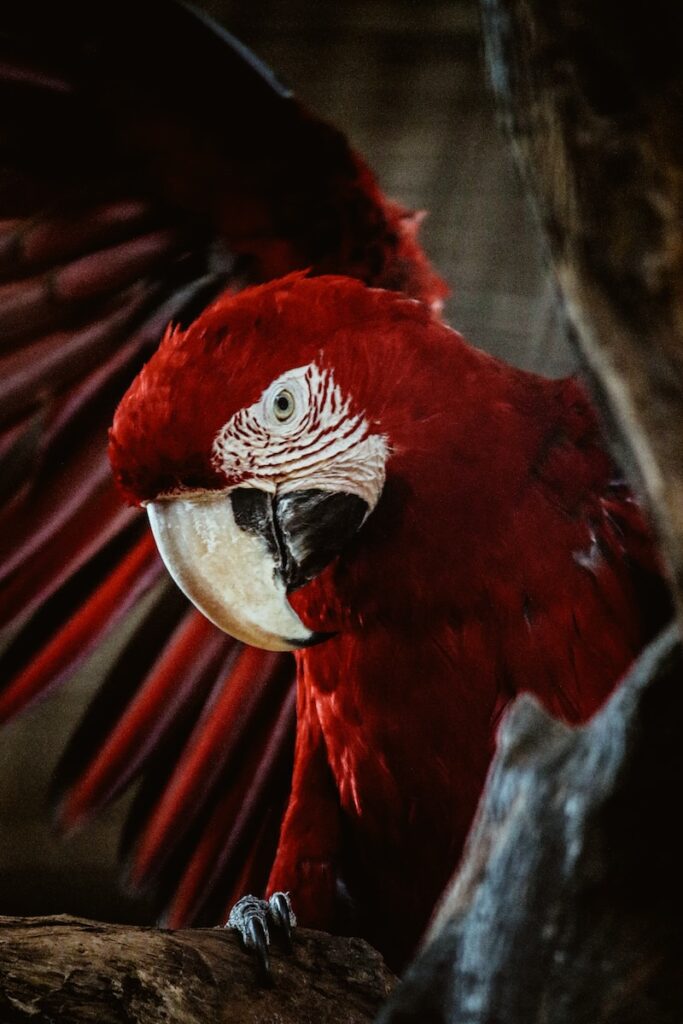 guacamayas rojas