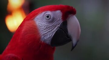 guacamaya roja