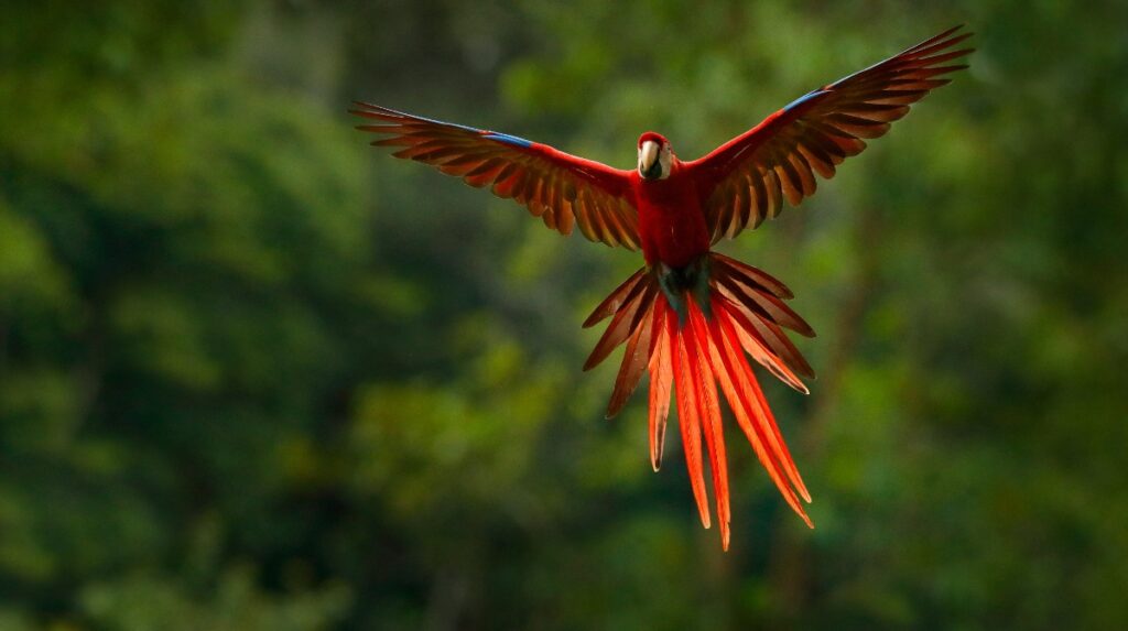 guacamayas rojas