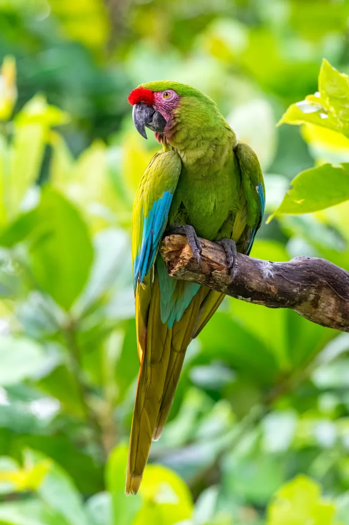 guacamayas verdes