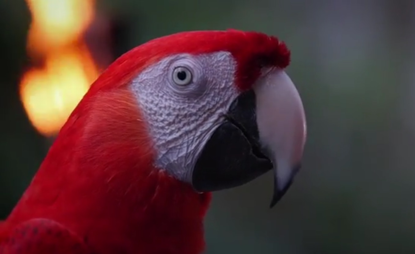 guacamaya roja