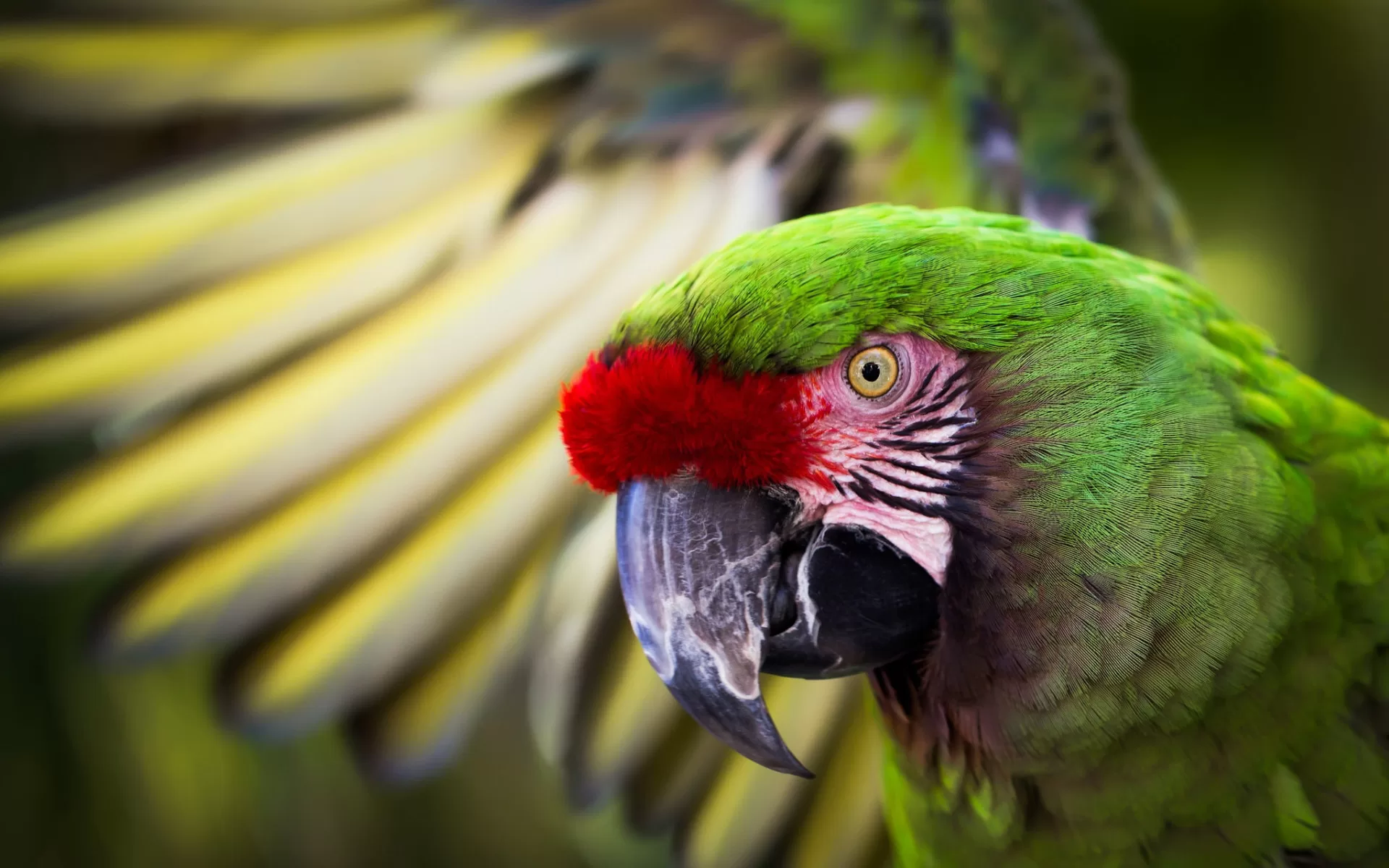 Guacamaya Verde