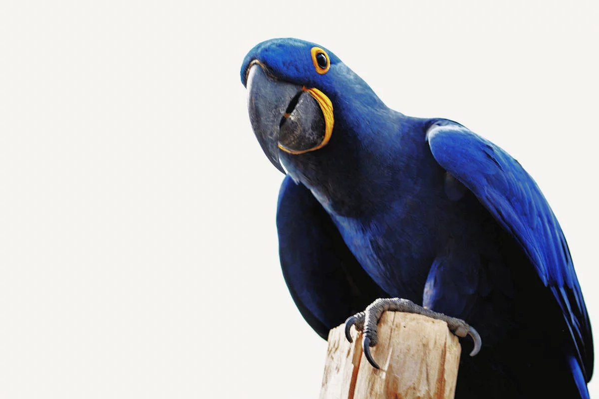 Guacamaya Azul