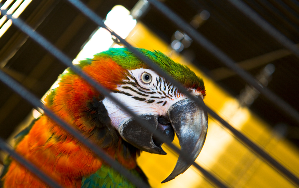 Cómo montar una jaula para loros