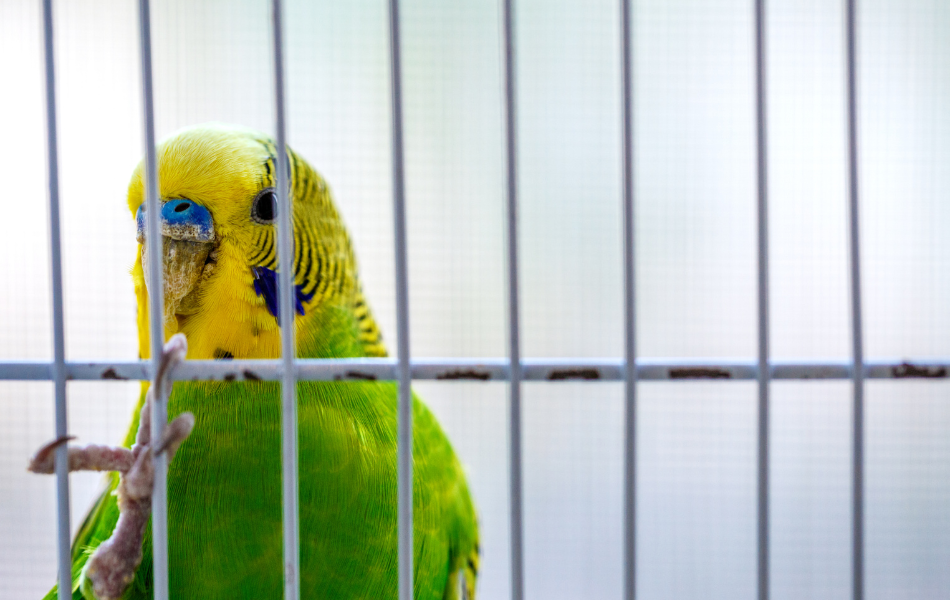 Cómo montar una jaula para loros