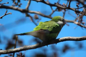 cotorra argentina