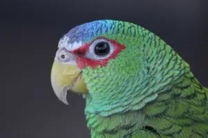 green and yellow bird in close up photography