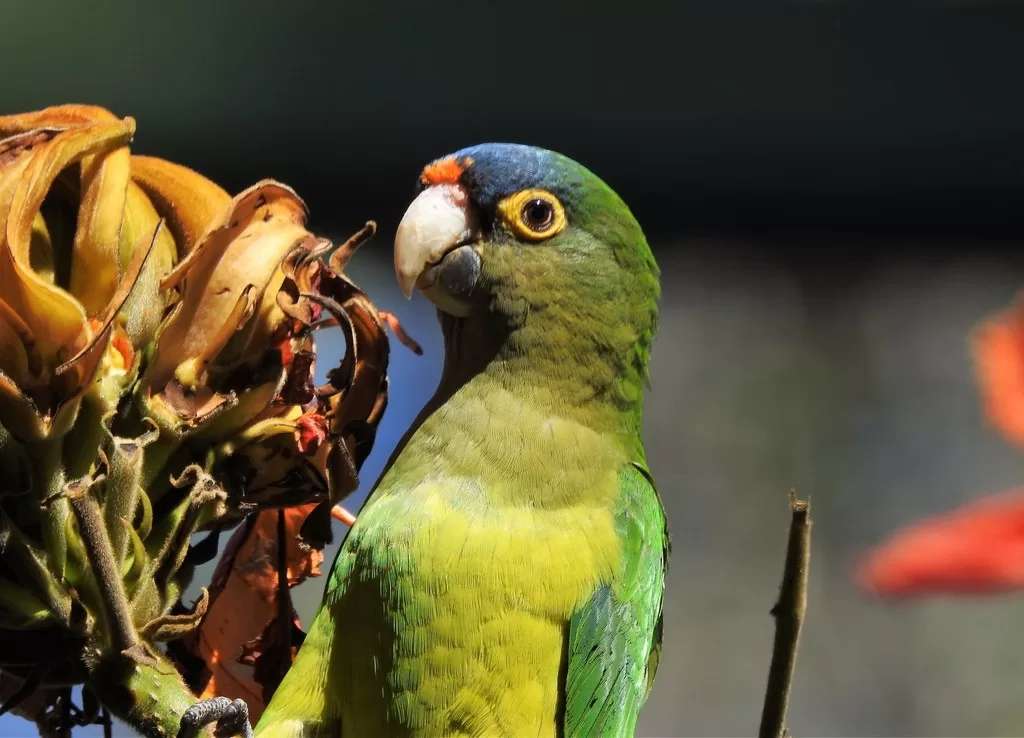 pericos atoleros