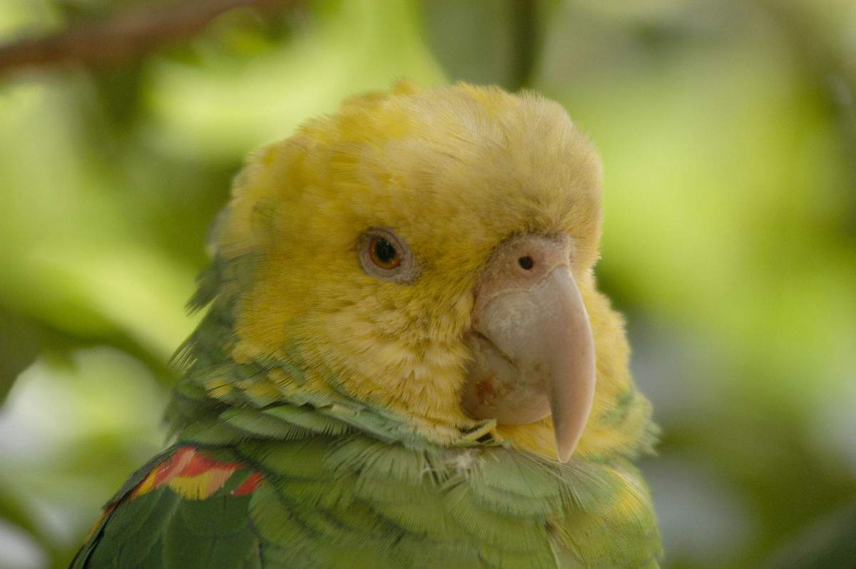 Las diferencias entre el loro cabeza amarilla y otras especies de loros