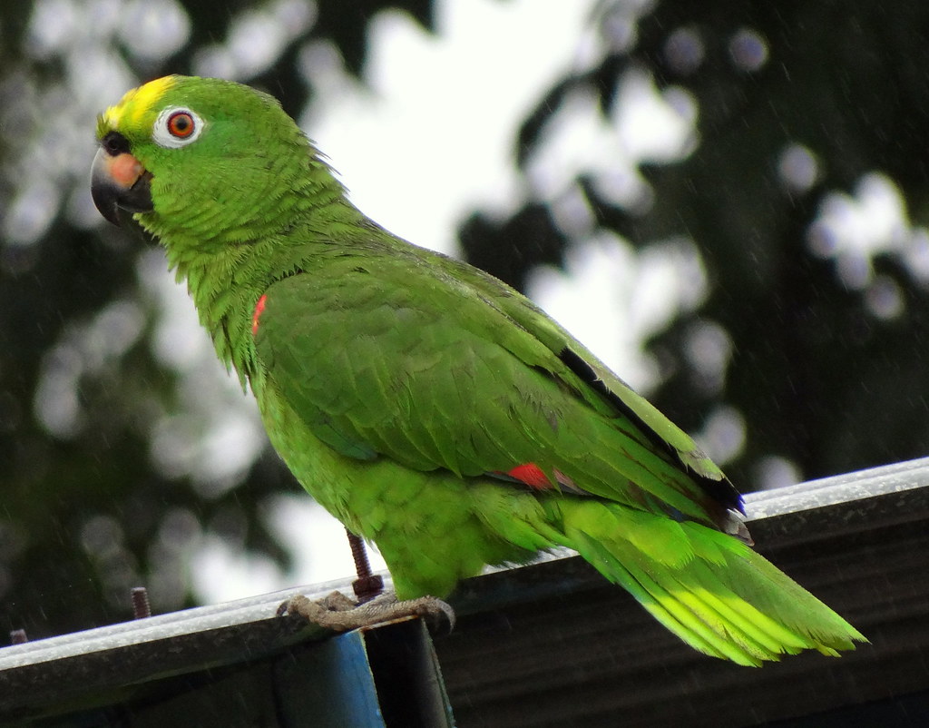 Cuidado y Alimentación de los Loros Amazónicos en Cautiverio