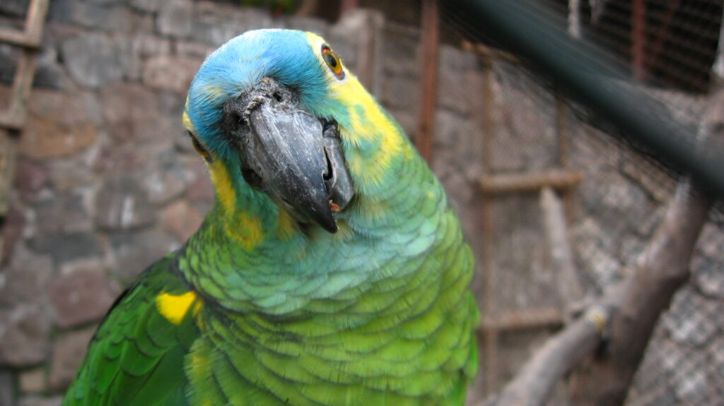 Cuidado y Alimentación de los Loros Amazónicos en Cautiverio