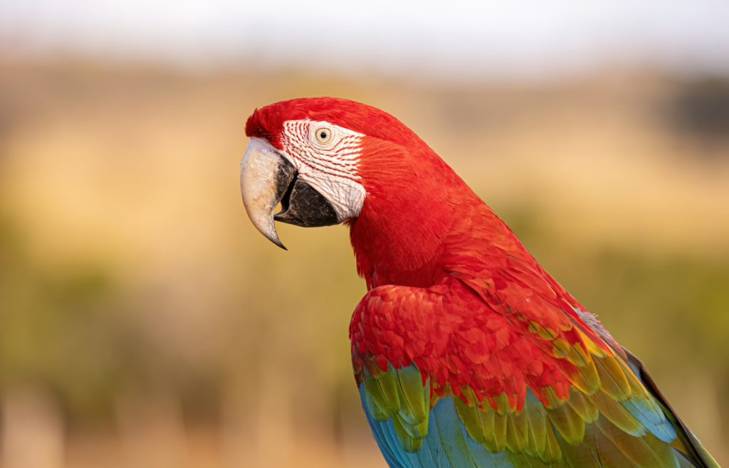 Guacamaya roja y verde