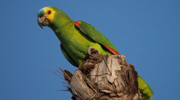 Comunicación y Comportamiento Social de los Loros Amazónicos