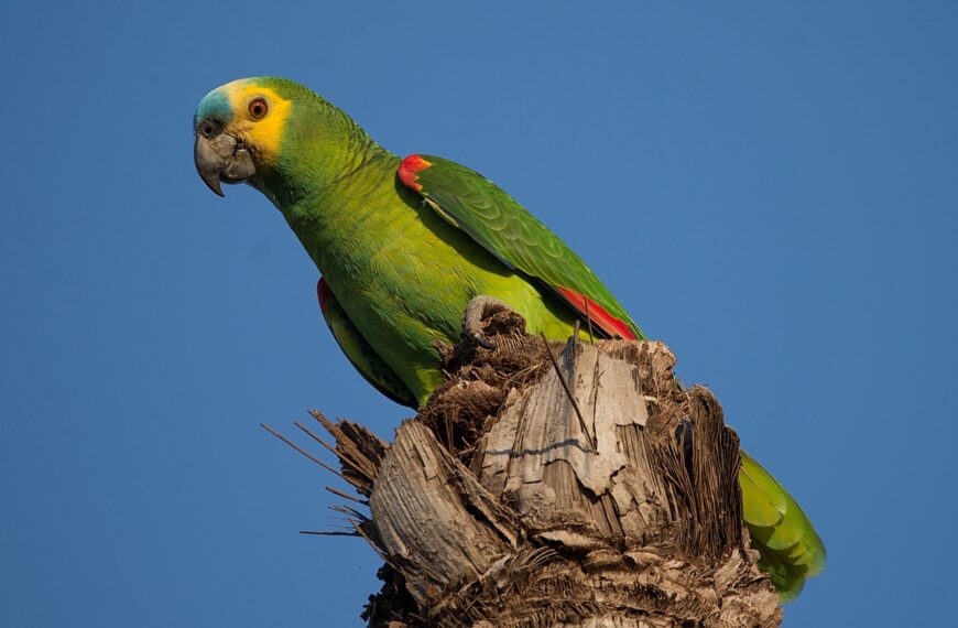 Comunicación y Comportamiento Social de los Loros Amazónicos