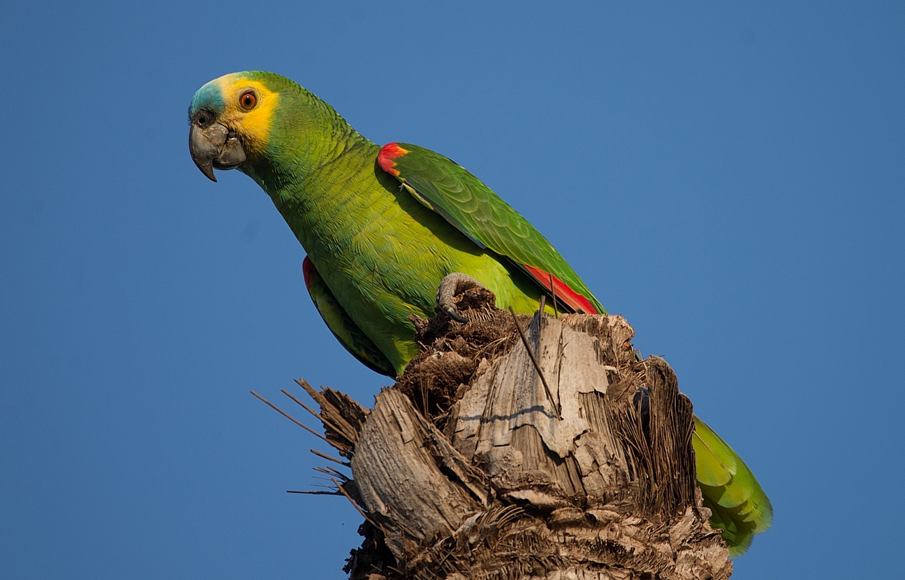 Comunicación y Comportamiento Social de los Loros Amazónicos