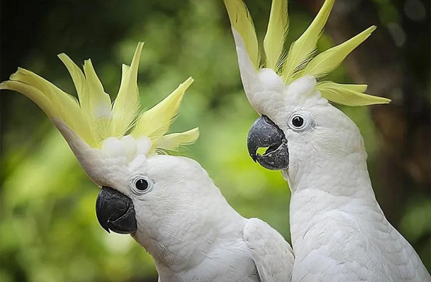 Cacatúas