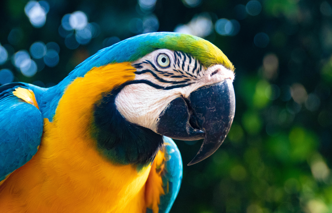 conservación de guacamayas