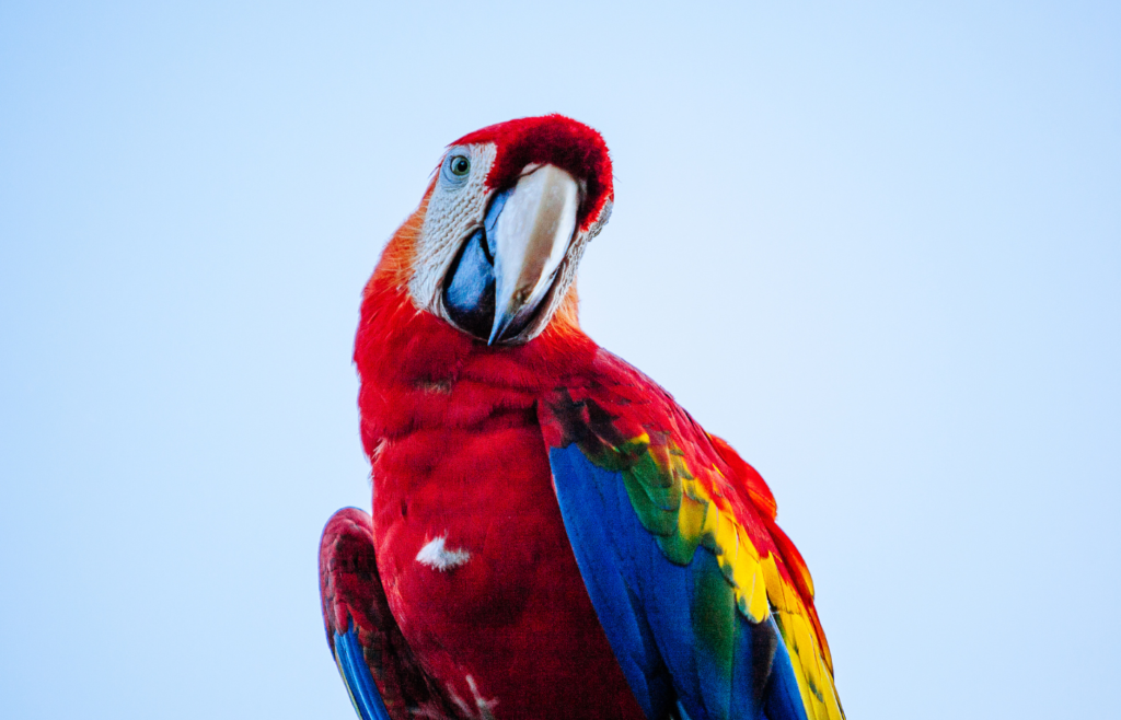 Guacamaya roja