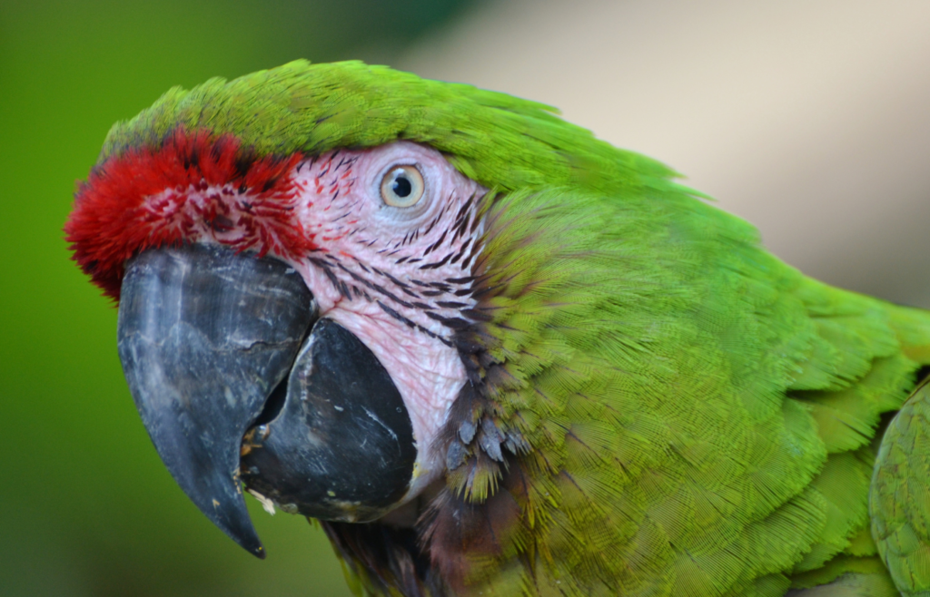 Guacamaya verde