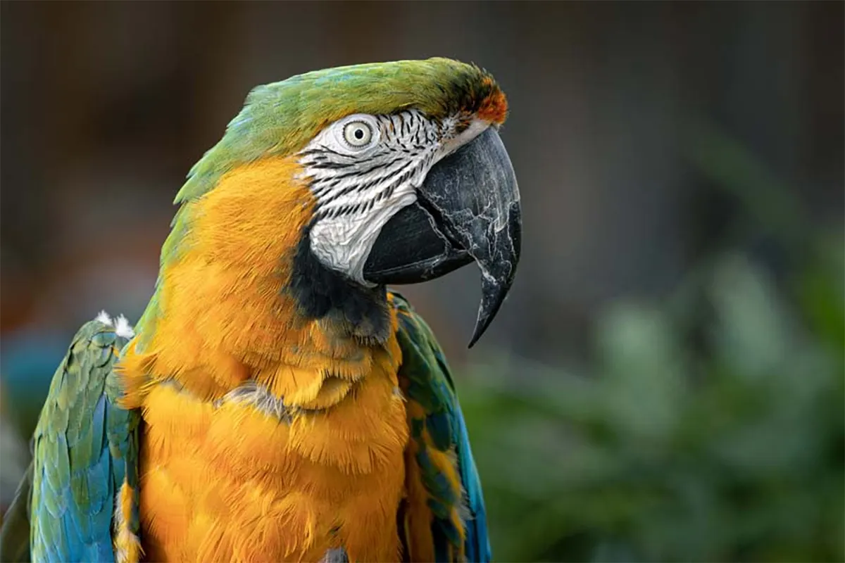 guacamaya