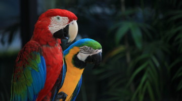 guacamayas coloridas