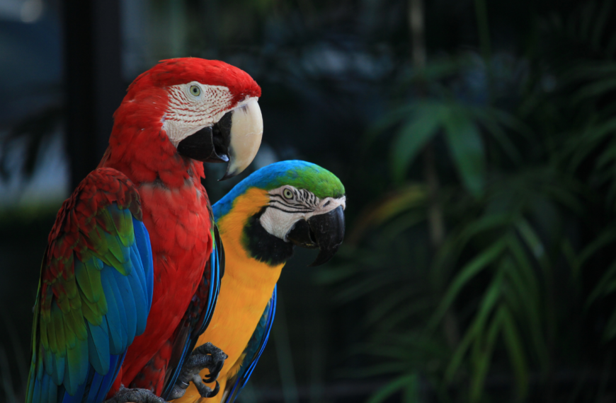 guacamayas coloridas