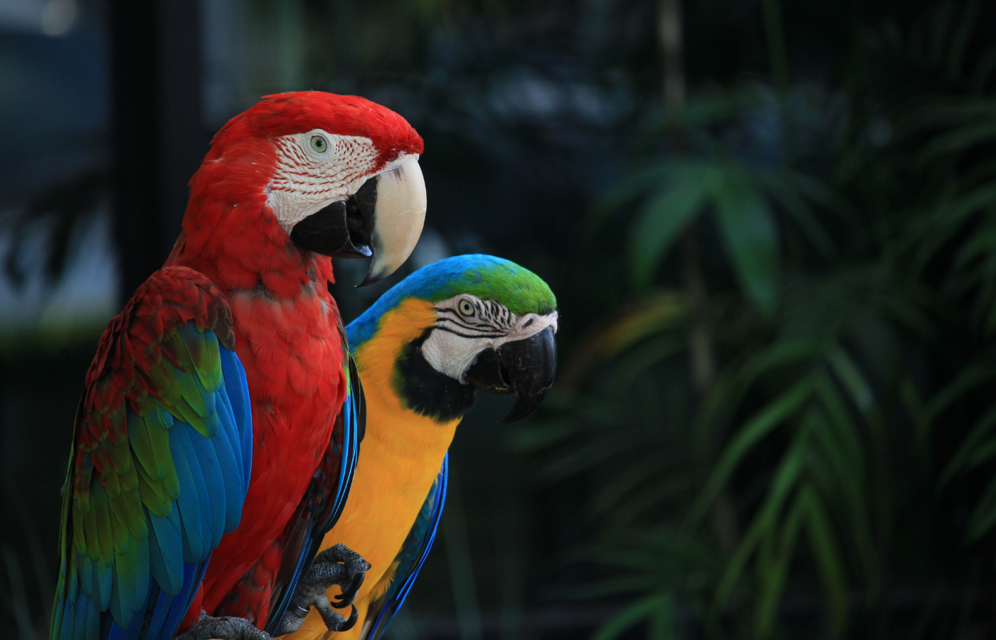 guacamayas coloridas