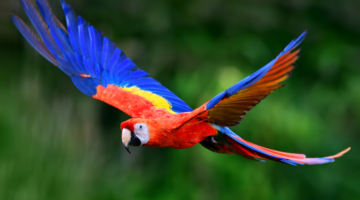 guacamayas como mascotas.