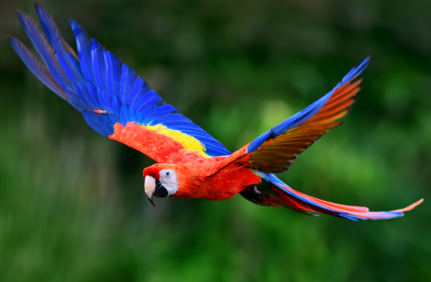 guacamayas como mascotas.