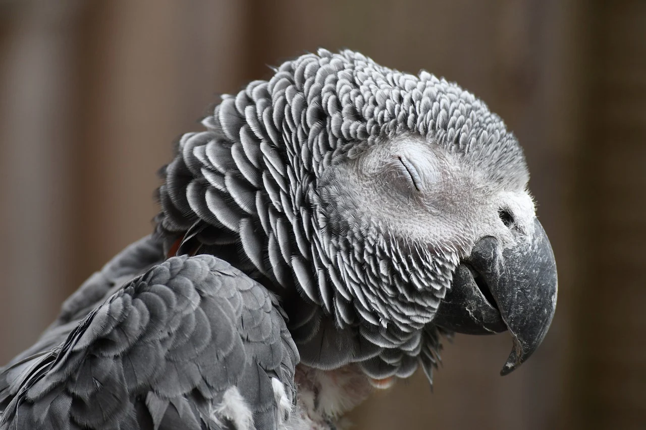 Enfermedades comunes en los loros grises africanos