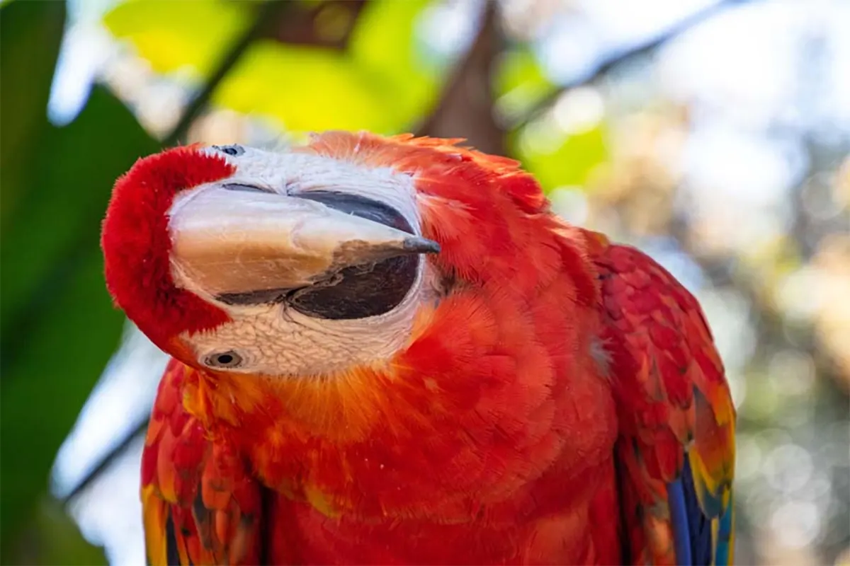 tipos de loros