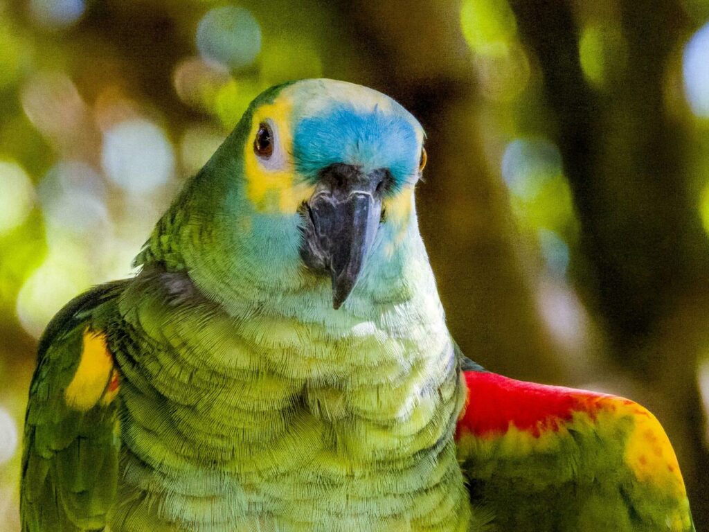 Amazonas de frente azul