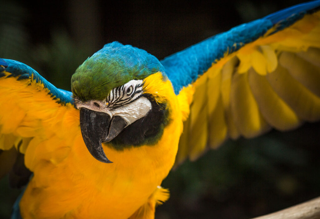 Guacamayo azul y amarillo