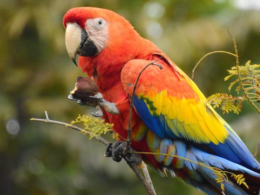 Guacamayo escarlata