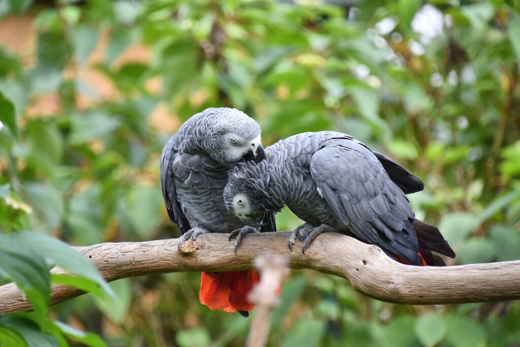 Loro gris africano