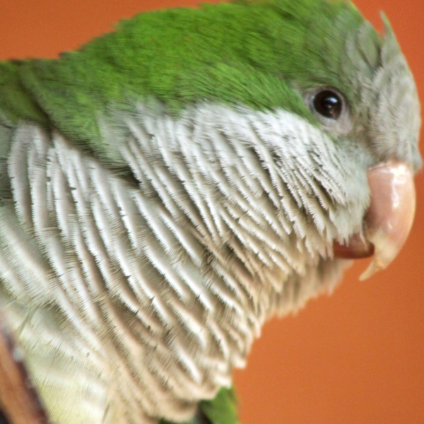 historia de los loros como mascotas